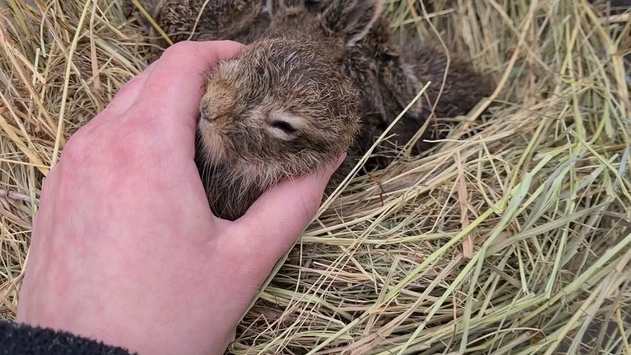 Заяц одомашненный. Кролик фроська. Дом зайца. Можно ли приручить зайца дикого.