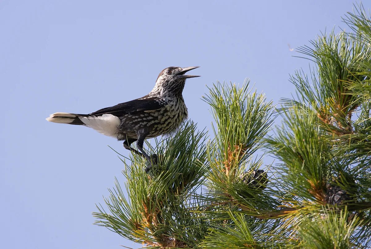 филин птица. кедровка гнездо. западносибирский филин в тайге. птицы уссурийской тайги. тайга животные птицы.