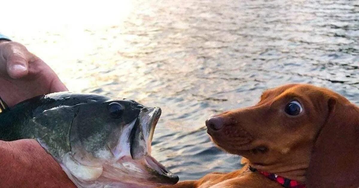 Рыбы собака отзывы