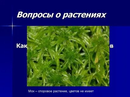 Какое растение является мхом ответы