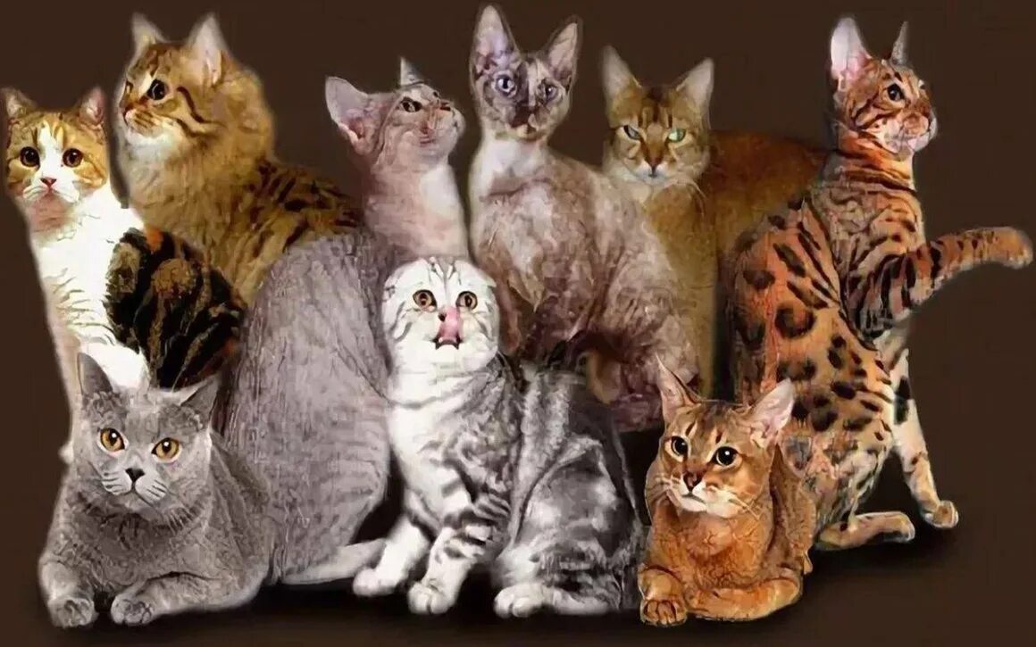 Много котят разных. Разные кошки. котики разных пород. породы всех кошек. много пород кошек.