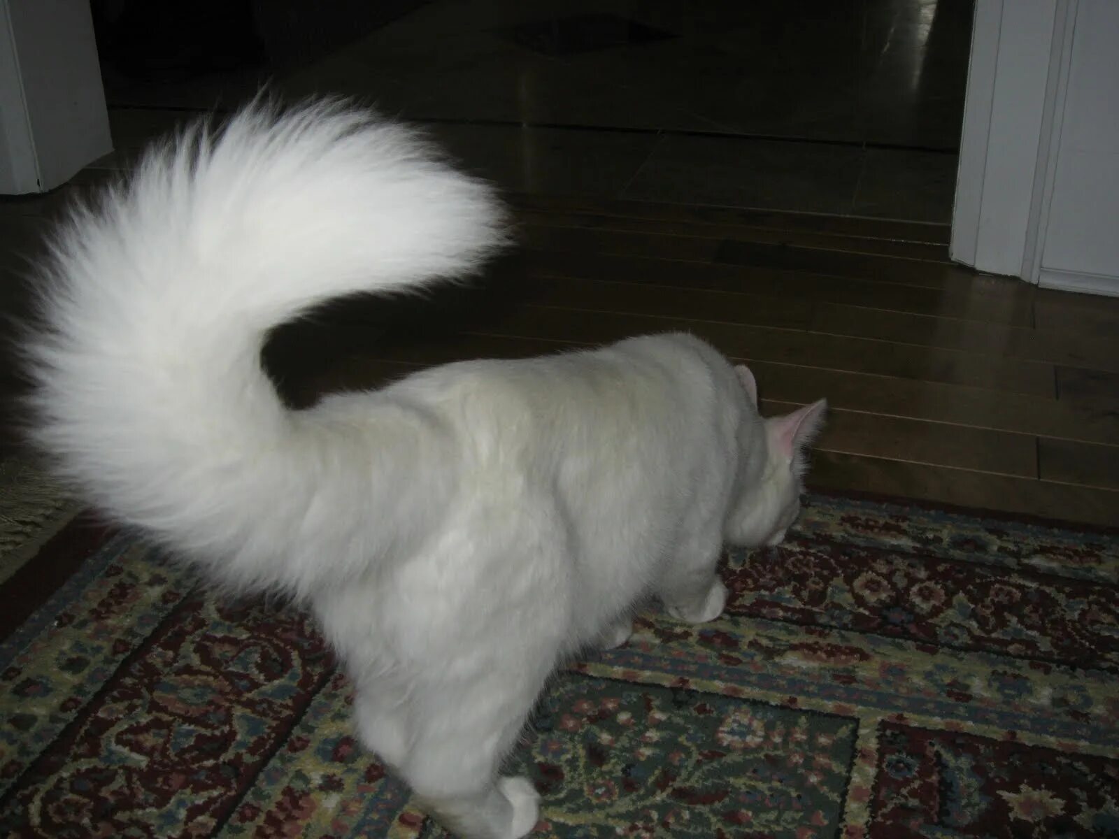 Заметил хвост. Турецкая ангора хвост. Кот с хвостом. Белый пушистый хвост. Кот с пушистым хвостом.