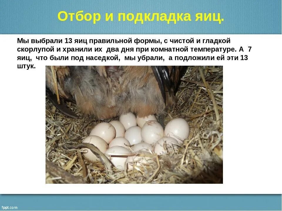 Сколько яиц под курицу наседку
