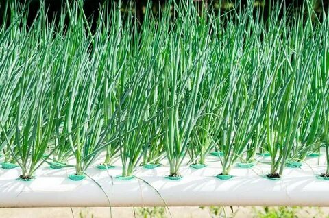 Plant impact