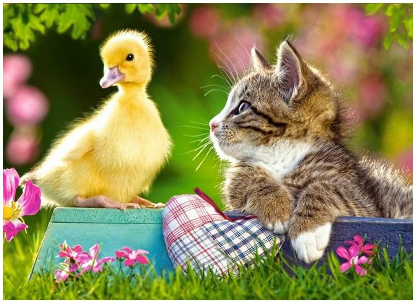 Кот и утка. Котенок и цыпленок. котенок и утенок. милые котята и утята. милые котики и цыплята.
