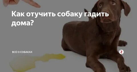 Как отучить собаку гадить дома