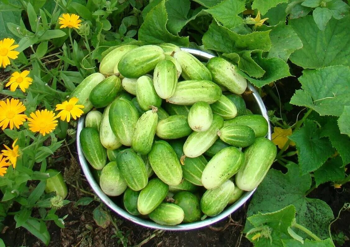 огурец муромский семена. сорт огурцов муромские. сорт огурцов муромский. огурец монастырские (0,5г). огурец сорт муромский.