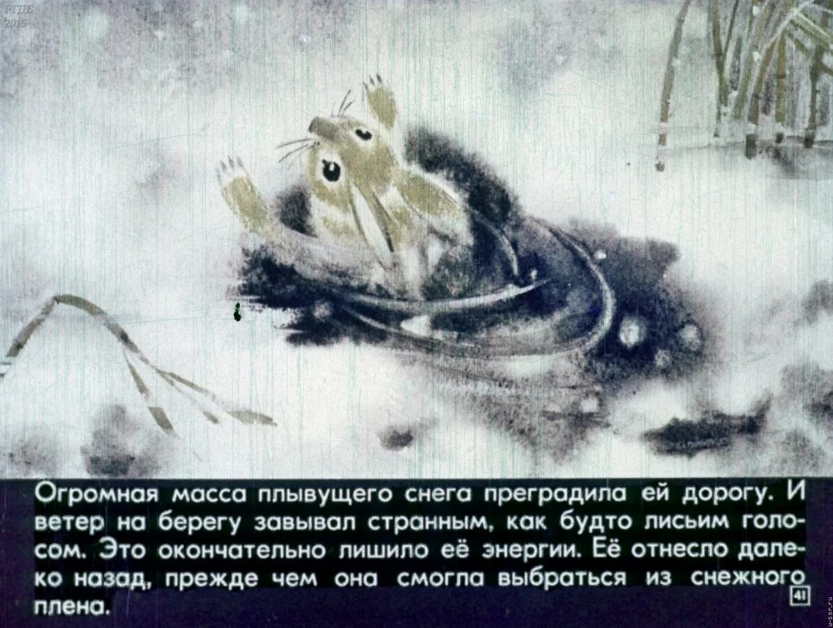 Заяц рваное ухо. Томпсон рваное ушко. Рваное ушко иллюстрации. Рваное ушко Сетон Томпсон читать.