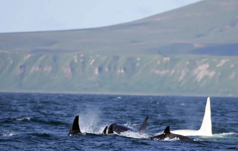 Зубатые киты касатки. Тенерифе касатки. Касатки в японском море последние новости. Касатки в японском море последние новости. Касатки в японском море последние новости.