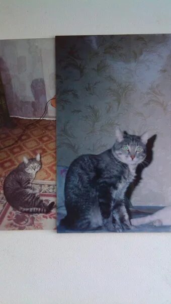 Нашелся кот. Пропал кот волжский. потерялась кошка волжский. волжский кот. найден кот волжский волгоградская область.