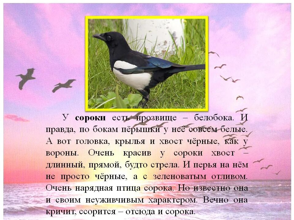 Сколько живут сороки. Сорока описание птицы. У сороки есть прозвище белобока. Рассказ про сорок. Сообщение о Сороке.