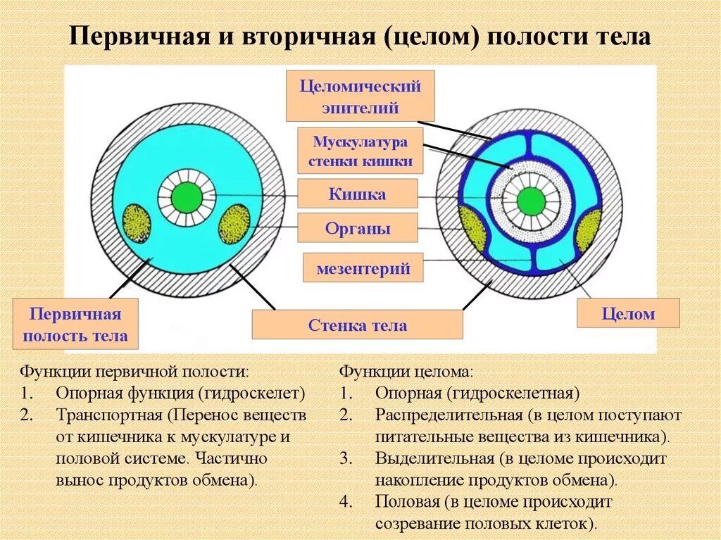 Полость тела не разделена перегородками. Полости тела первичная вторичная смешанная таблица. Первичная вторичная и третичная полость тела. Первичная полость тела (псевдоцель) –. Первичная и вторичная полость тела различия.