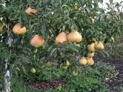 Новгород питомник школьный сад