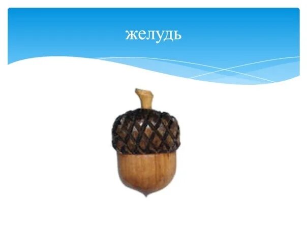 Звуковая схема слова желудь