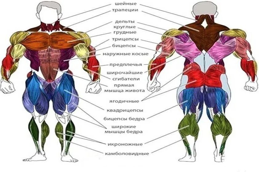 Карту качок. Мышцы человека. Анатомия мышц. Анатомия человека мышцы человека. Мышцы спины схема.