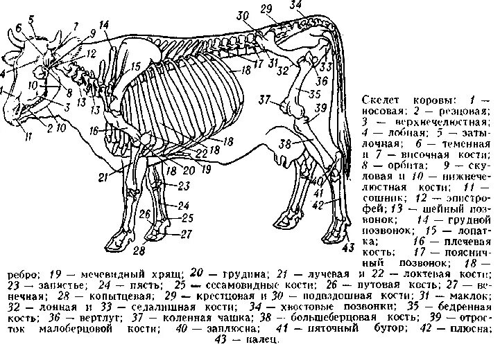 Анатомия КРС скелет коровы. Строение скелета крупного рогатого скота. Строение костей КРС. Скелет коровы с названием костей.