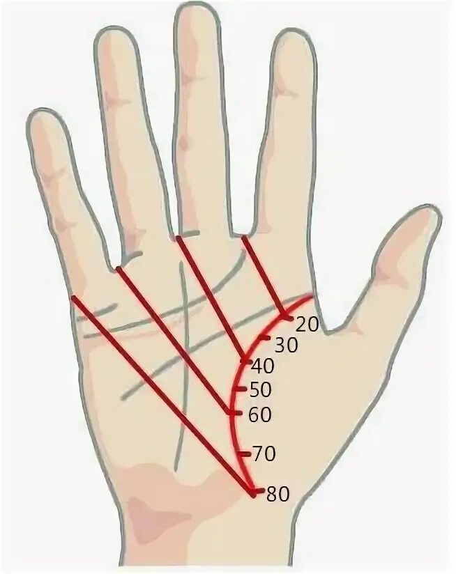 Линия жизни продолжительность жизни. Хиромантия линия жизни Возраст. Линия жизни возрастная шкала. Линия жизни на руке с годами. Хиромантия Возраст по линии.