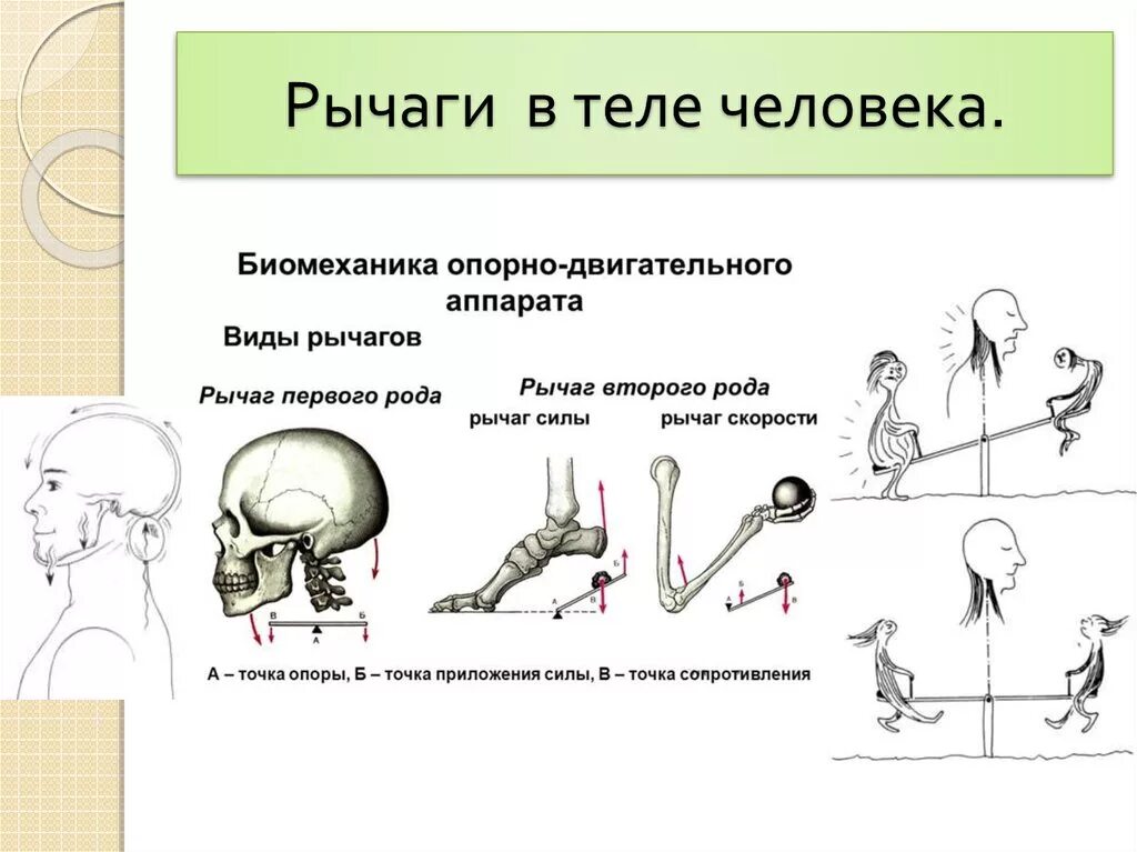 Процесс движения для человека. Рычаги в организме человека физика 8 класс. Рычаги первого и второго рода в биомеханике. Рычаги первого рода в теле человека. Рычаг первого рода в биомеханике примеры.