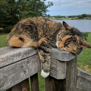 Сделай кошку старее