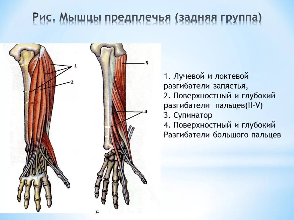 Сгибатели кисти. Мышцы предплечья анатомия задняя группа. Мышцы разгибатели предплечья. Мышцы предплечья задняя группа глубокий слой. Мышцы предплечья разгибающие кисть.