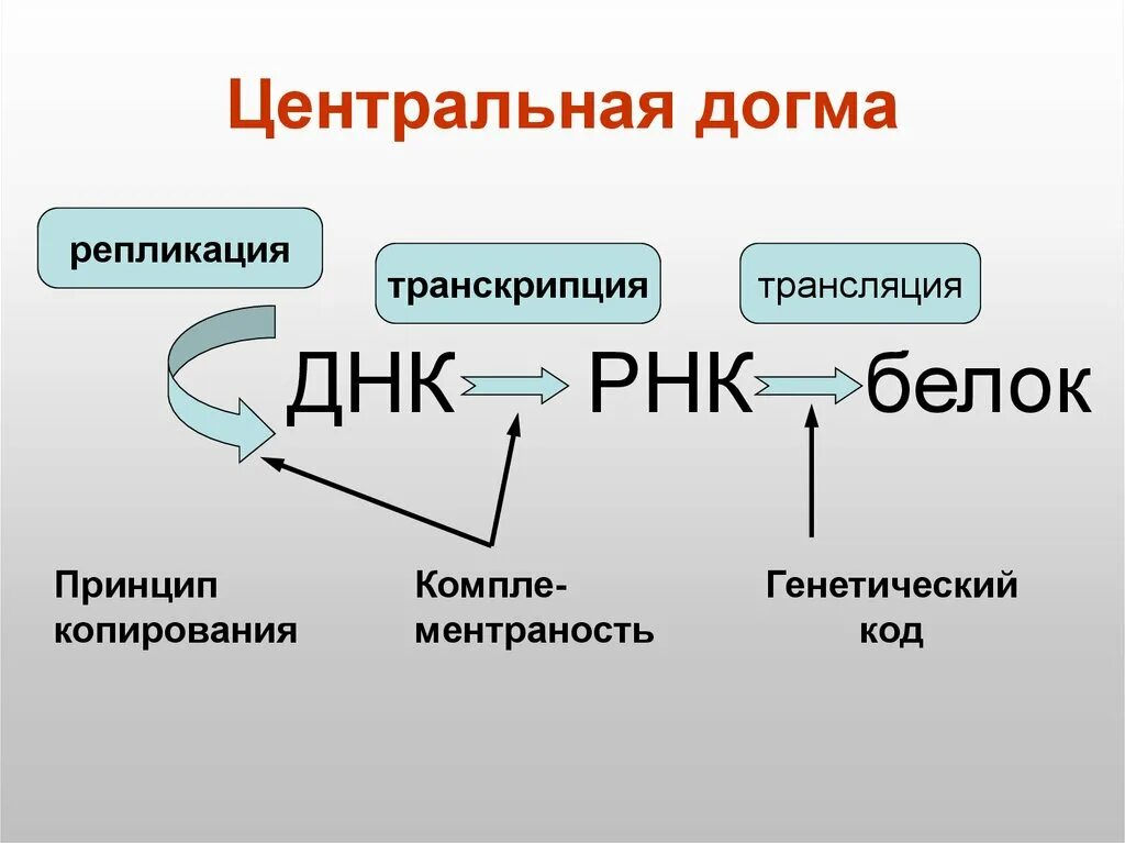 Биосинтез днк реакция. Транскрипция трансляция репликация. Центральная Догма молекулярной биологии. Репликацию, транскрипцию и трансляцию генетической информации.. Репликация транскрипция трансляция ДНК.