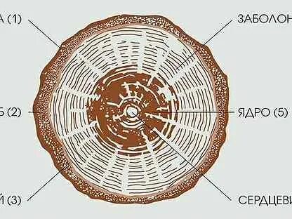 Ядро древесины это