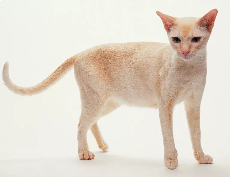 высокая кошка на длинных лапах. порода сфинкс петерболд. сфинкс петерболд. длинноногие кошки. коты породы корниш рекс.