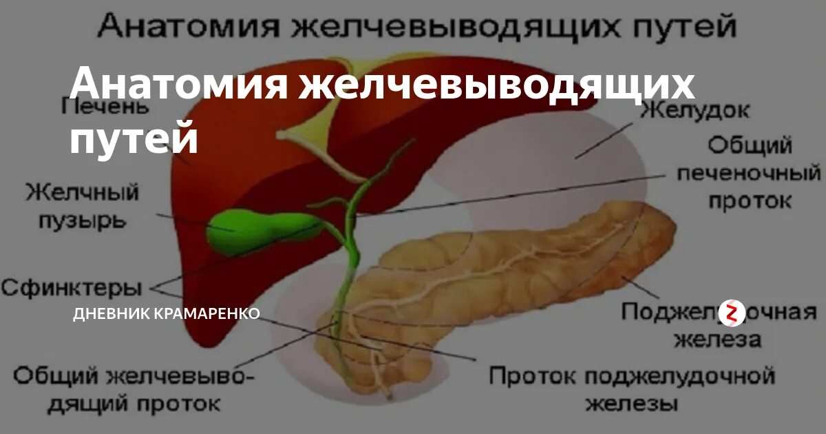 Дискинезия желчевыводящих путей симптомы форум. Анатомия желчного пузыря и желчевыводящих путей. анатомия птицы желчный пузырь. желчные протоки печени анатомия.