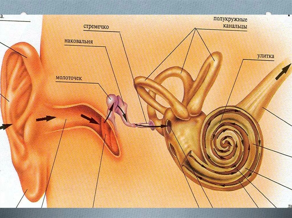 Механизм восприятия слуха слуховой анализатор. Строение уха слуховые косточки. Строение слухового анализатора человека. Строение внутреннего уха стремечко. Орган слуха и вестибулярный аппарат