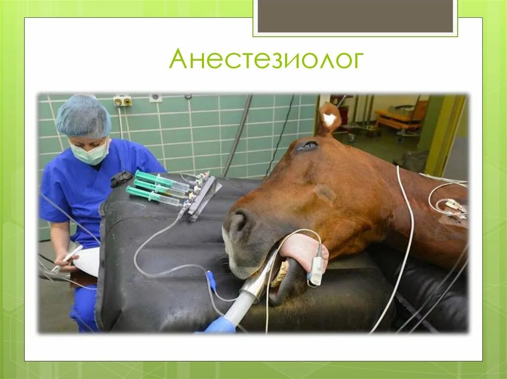 Анестезия в ветеринарии. Анестезиолог ветеринар. Ветеринарный анестезиолог. Ветеринарный анестезиолог. Собака в ветеринарной клинике.