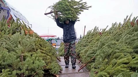 Будут продавать елки