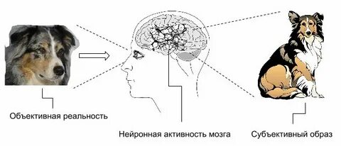 Объективное и субъективное мышление
