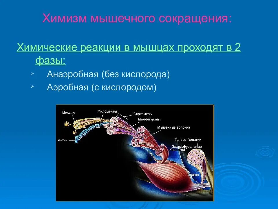 Механизм ресинтеза атф. Реакция мышечного перерождения. Мышечное сокращение физиология. Механизм сокращения мышечного волокна схема. Сократимость мышц.