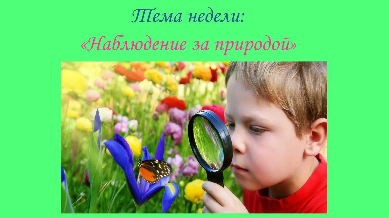Наблюдения в природе 5 класс. Наблюдение за животными 5 класс биология. вкусовые наблюдения фото.