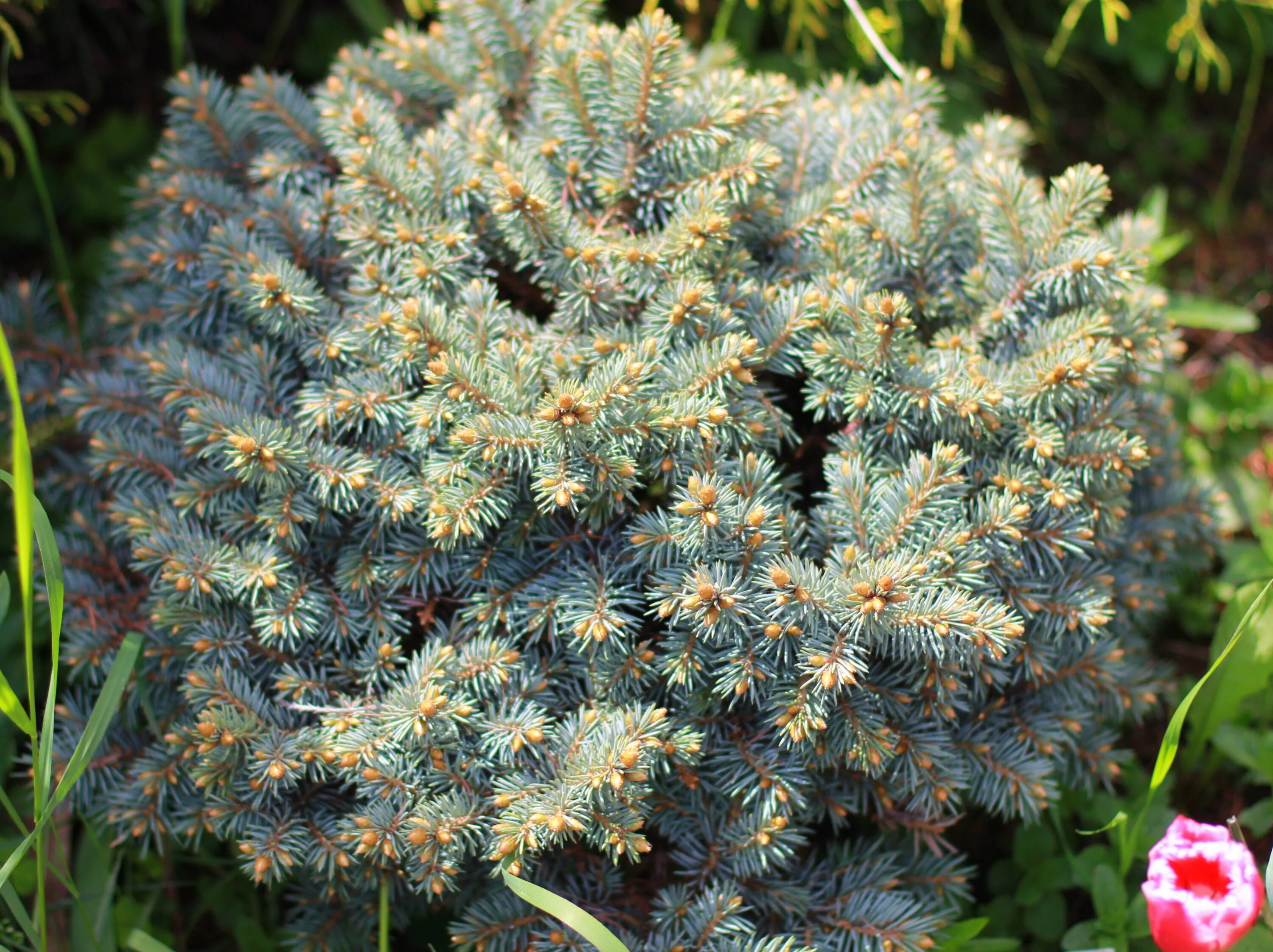 Ель колючая picea pungens. Ель колючая Блю Перл. Ель колючая Блаукиссен. Ель Блю Даймонд. Ель колючая (сорт 'Mecky').