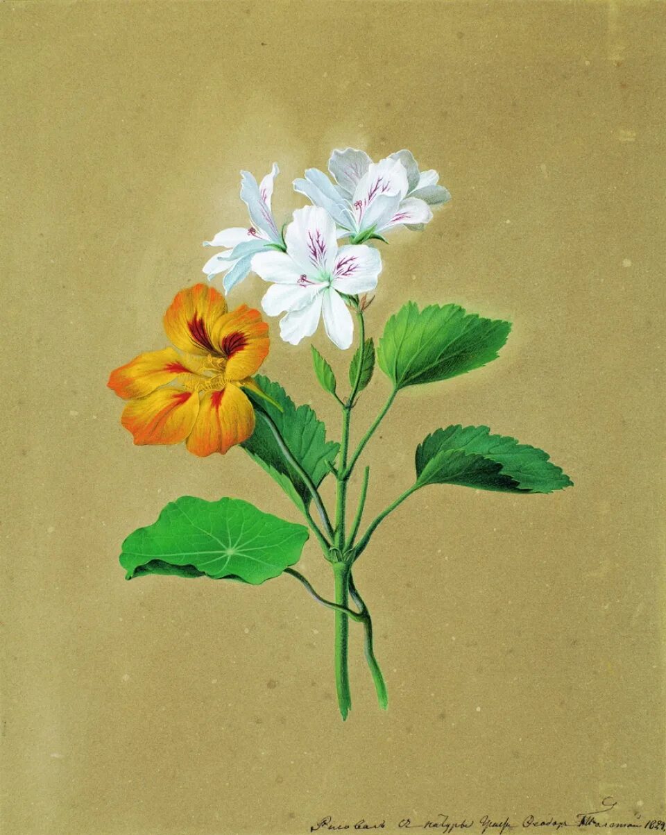 Любимые цветы толстого. Фёдор толстой художник цветы. Ф. П. толстой (1783-1873).
