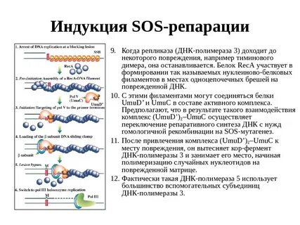 Белки участвуют в