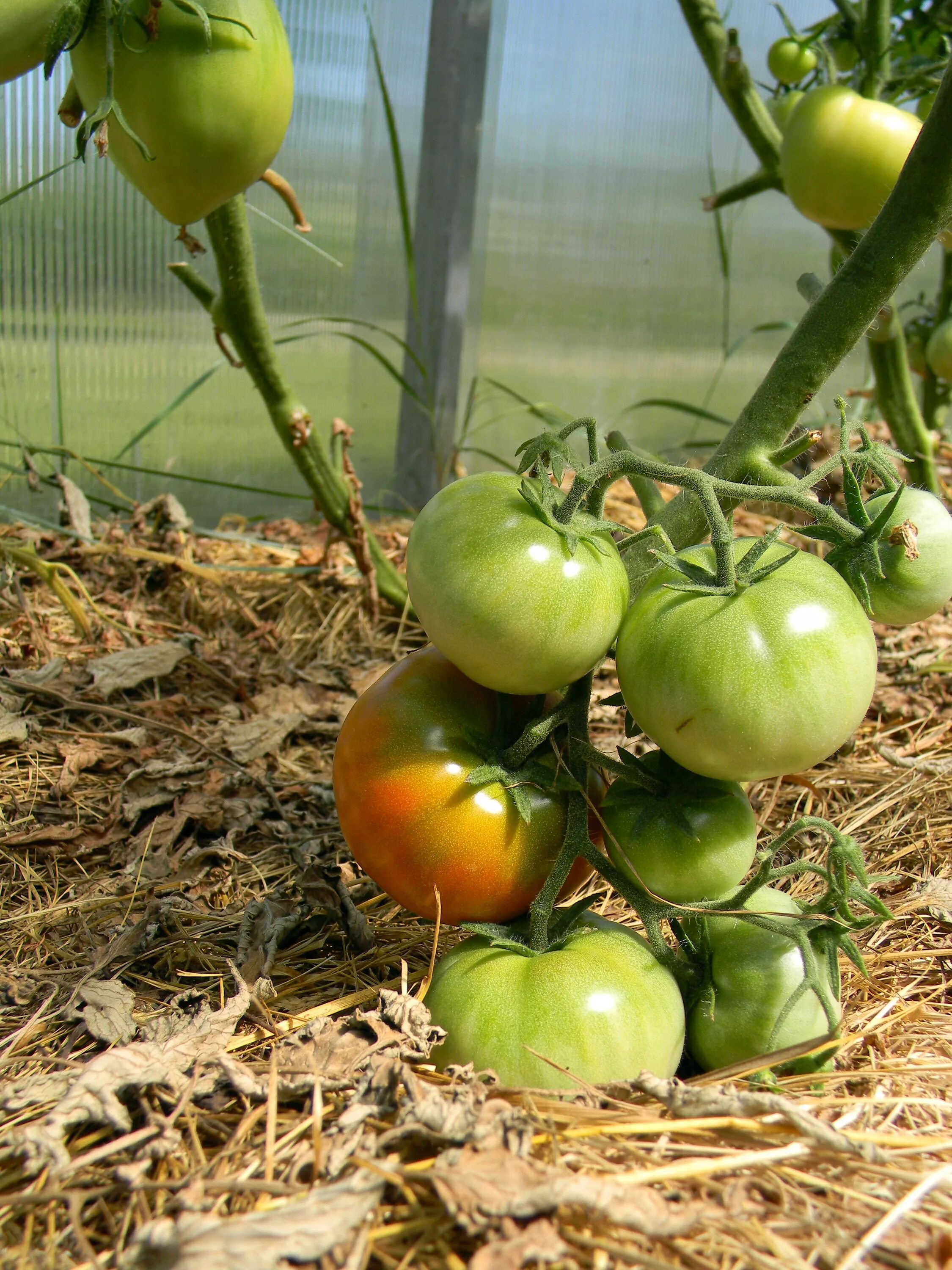 Чтоб помидоры росли. Тепличные томаты Гама ф1. Помидоры ГРИНХАУС. Помидоры в теплице. Теплица с томатами.