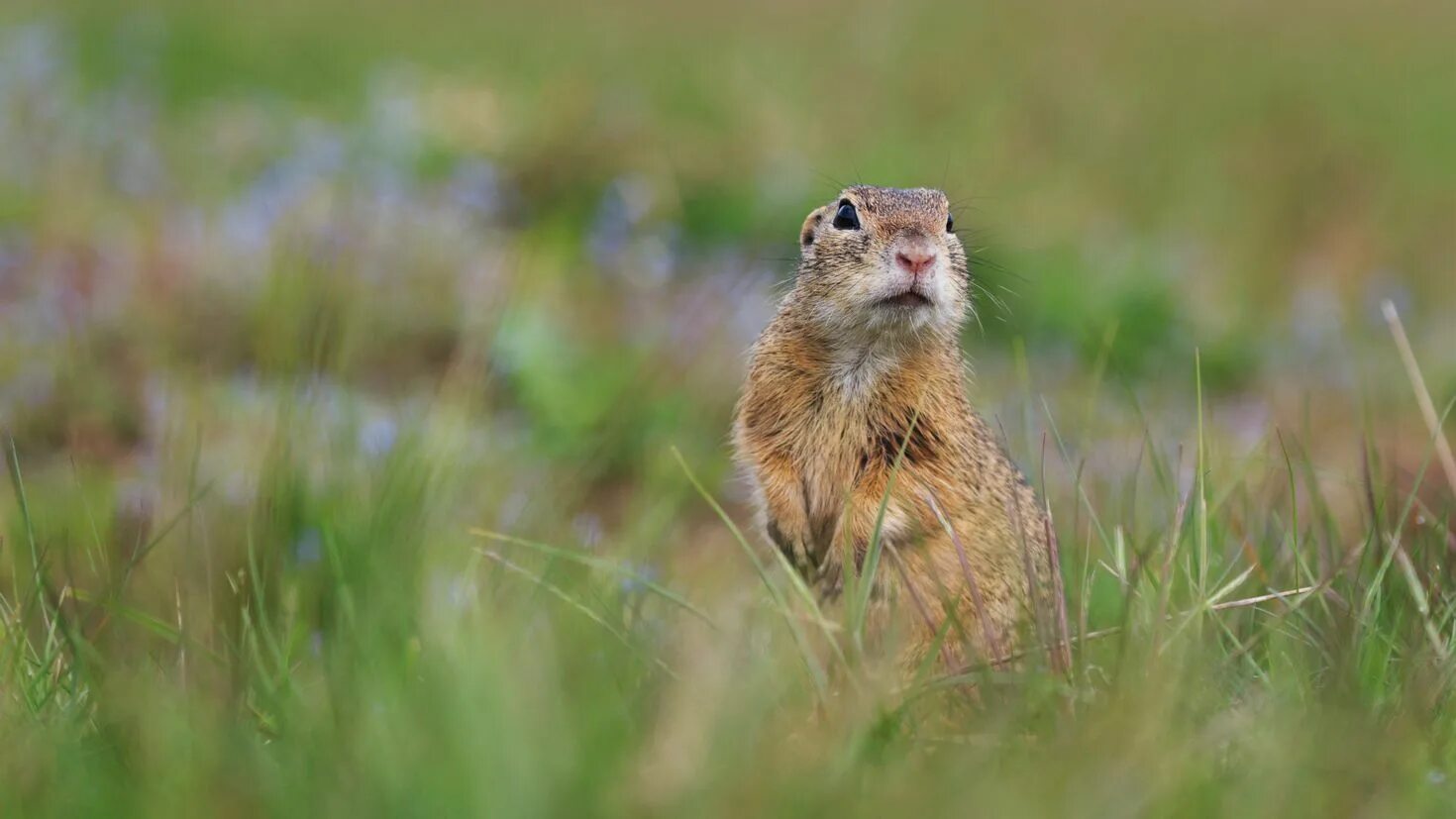 Grass animals. Луговая собачка и суслик. Байбак Луговая собачка. Суслик Степной. 4 Суслика.