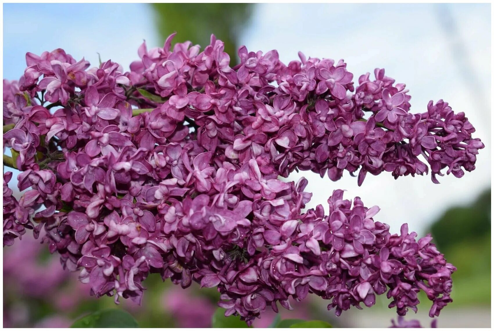 Сирень syringa. Сирень обыкновенная (Syringa vulgaris Edward Harding. Сирень Эстер Стейли.