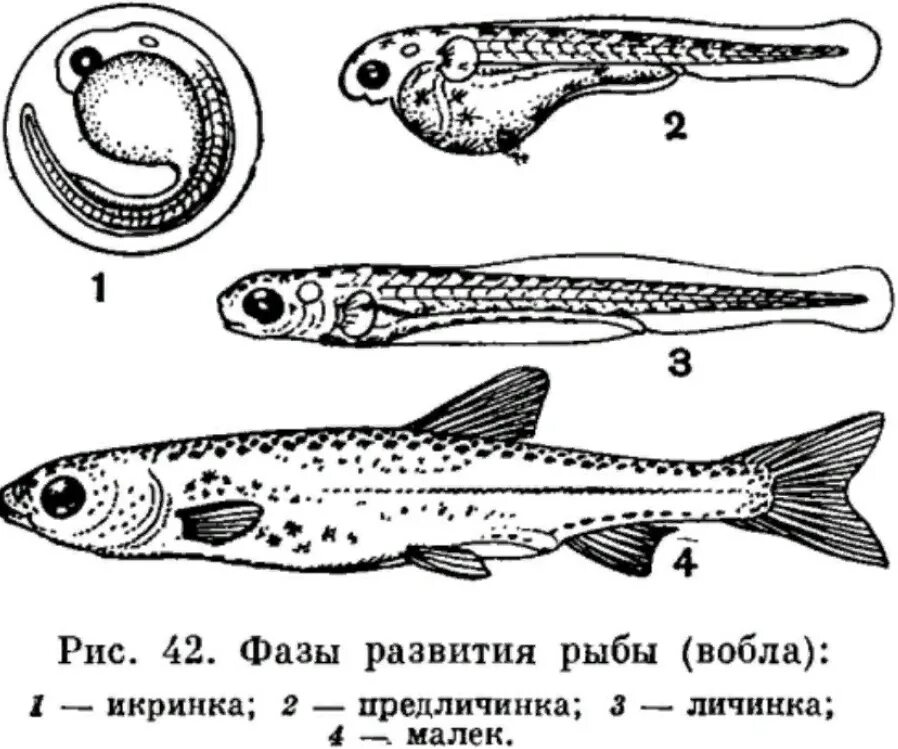 Малек рыбы схема. Строение малька. Стадии развития костной рыбы. Стадии развития личинка малек. Какое оплодотворение характерно для костных рыб