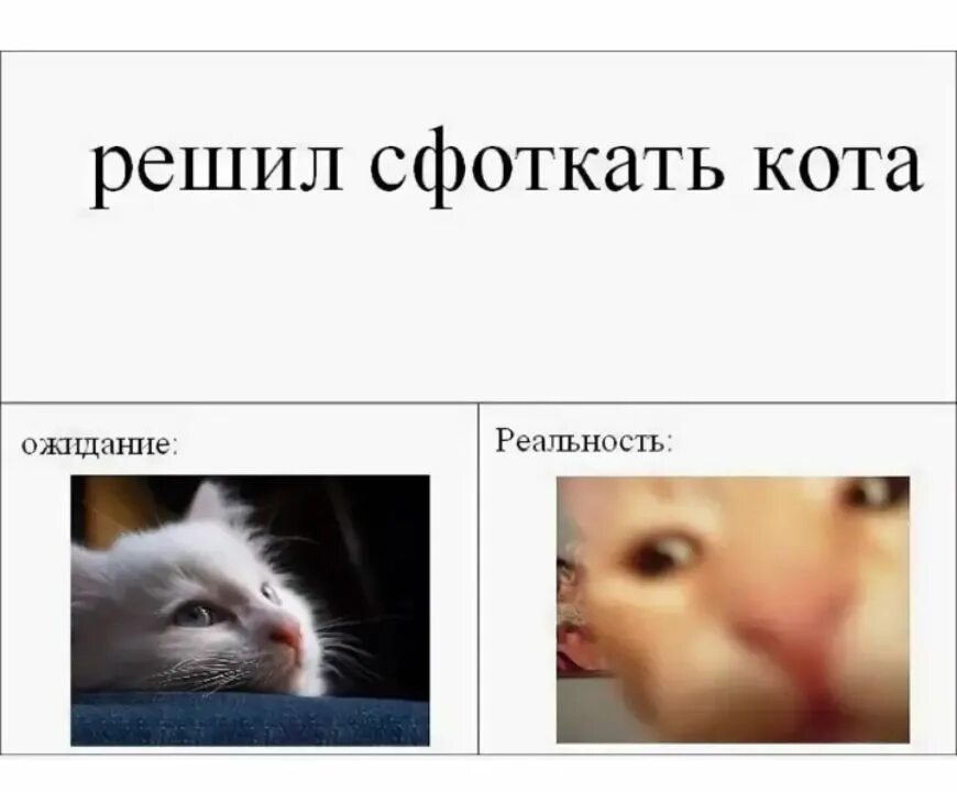 Мемы про котят. Мемы про котов. Смешные мемы про котов. Кот Мем. Веселые коты мемы.