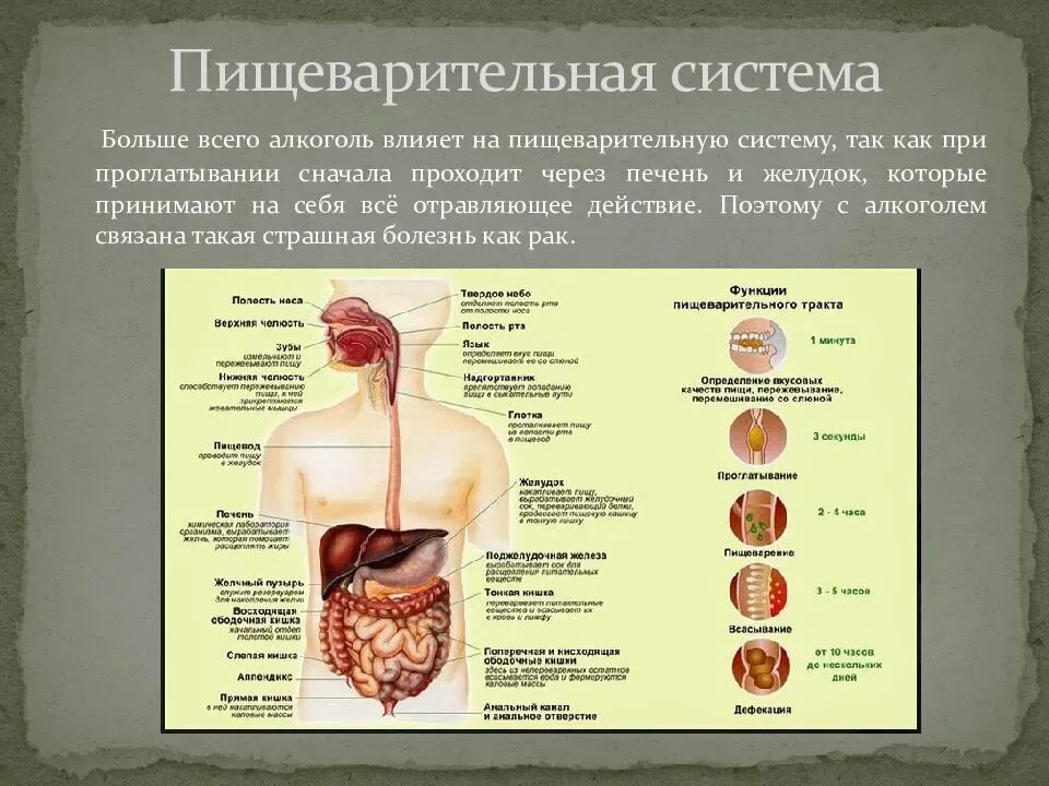 Алкогольное поражение пищеварительной системы включает в себя. Болезни органов пищеварительной системы.