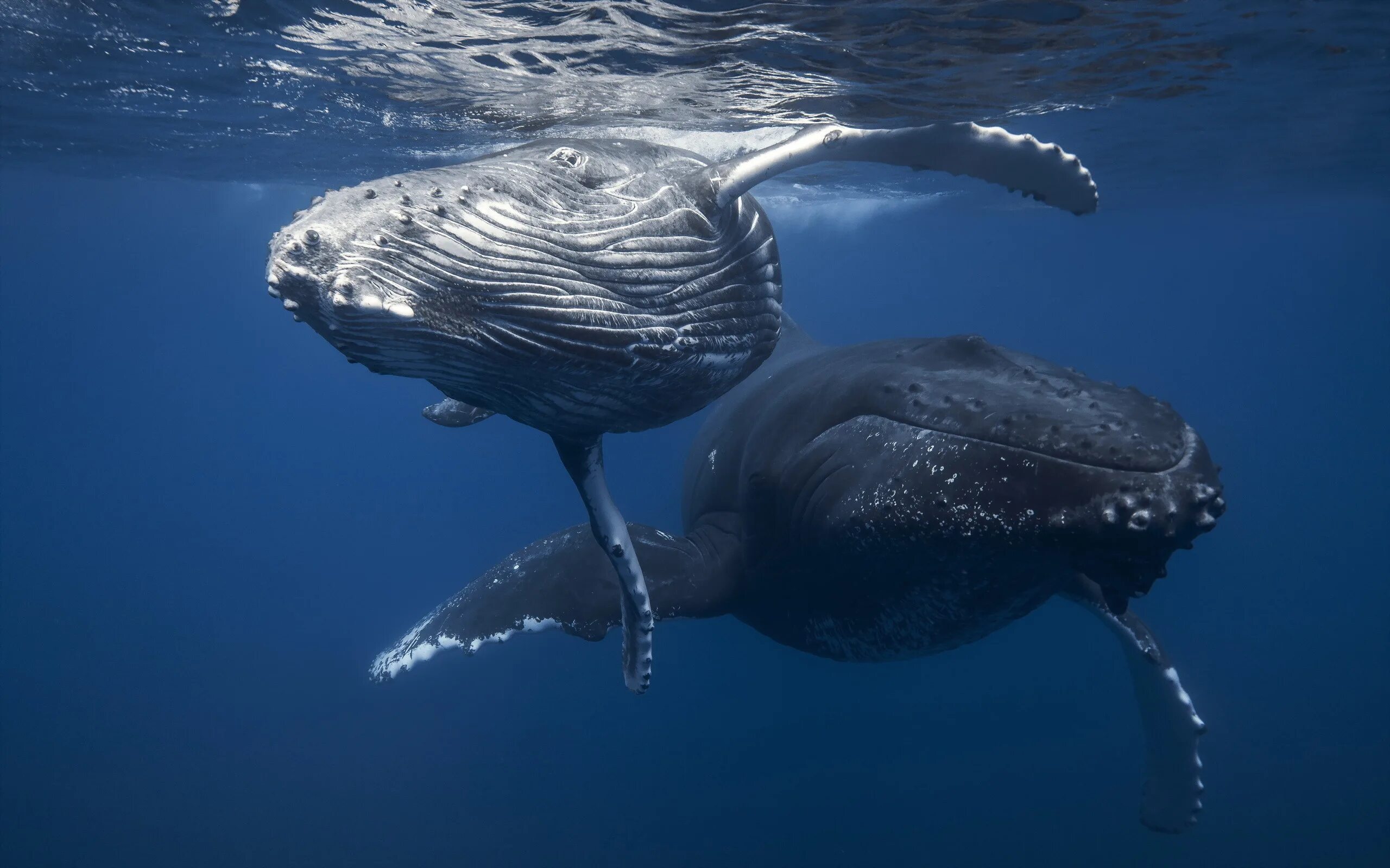 Кит Горбач. Горбатый кит Баренцево море. Синий горбатый кит. Кит Горбач хвост.