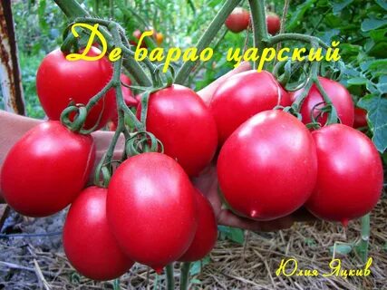Барао царский