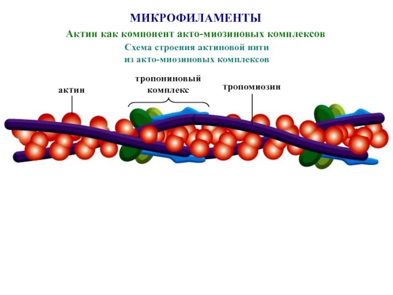 Цитоскелет актиновые микрофиламенты. Строение актина и миозина. Актин структура. Микрофиламенты в растительной клетке. Актин состоит