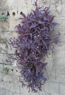 Традесканция purple