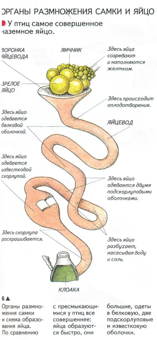 Процесс формирования яйца в курице. Как происходит оплодотворение яиц у птиц. Образование яйца у курицы схема. Образование яйца у птиц. Яички образуют