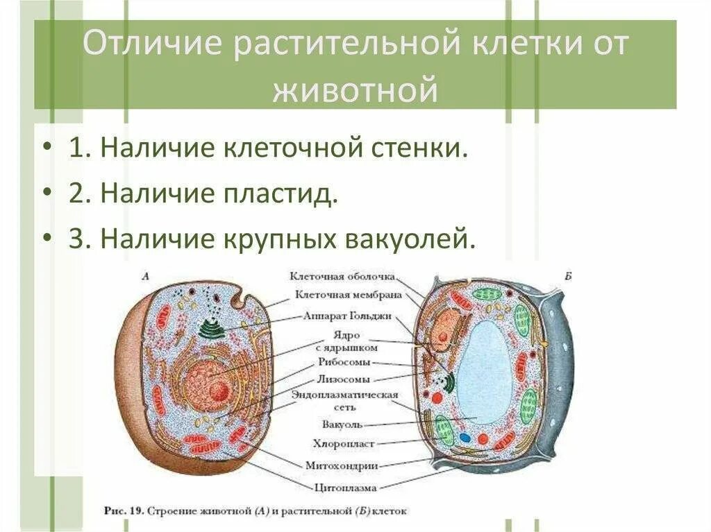 Черты различия клеток. Отличие клеток растений от клеток животных. Различие животных клеток от растительных клеток. Отличие клетки животного от клетки растения. Различие растительной клетки от животной клетки.