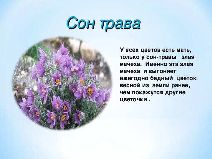 Проект о цветах. Легенды о цветах. Весенние цветники 2 класс окружающий мир легенда. Легенды о цветах. Рассказ о цветке.